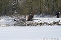 Noyade de bois